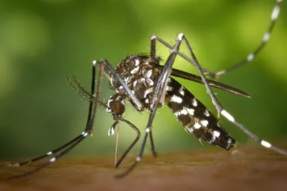 Tips Mencegah DBD, Terapkan 3M hingga Pelihara Tanaman Mengusir Nyamuk