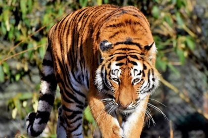 Cerita Inyiak Balang, Siluman Harimau dapat Berubah Jadi Manusia