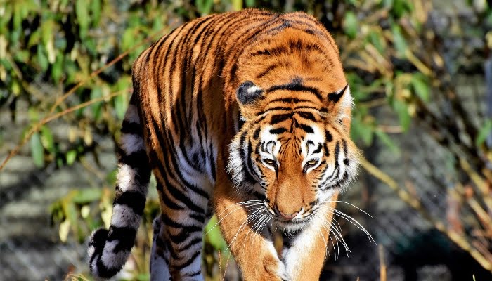 Cerita Inyiak Balang, Siluman Harimau dapat Berubah Jadi Manusia