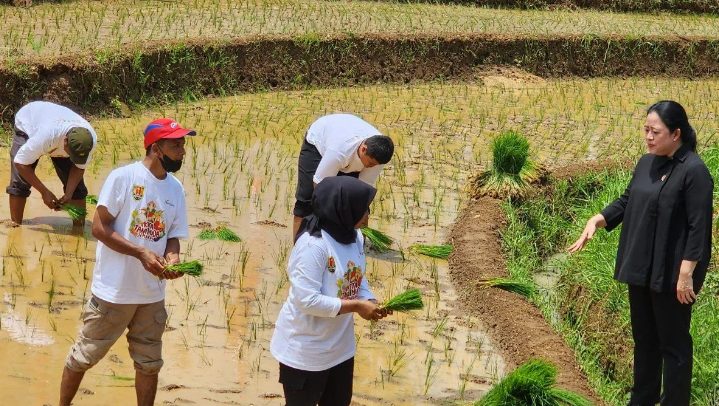 Ketua DPR RI Puan Maharani kagum dengan omset para petani milenial saat meluncurkan program bisnis petani milenial yang diberi nama ‘Kita Tani Muda’ di Kota Semarang, Jawa Tengah.