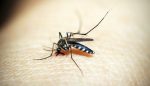 Cegah DBD, 7 Tanaman yang Ampuh Mengusir Nyamuk