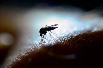Penyakit arbovirosis, yang disebabkan oleh sekelompok virus yang menyebar melalui gigitan serangga, terus menjadi ancaman global.