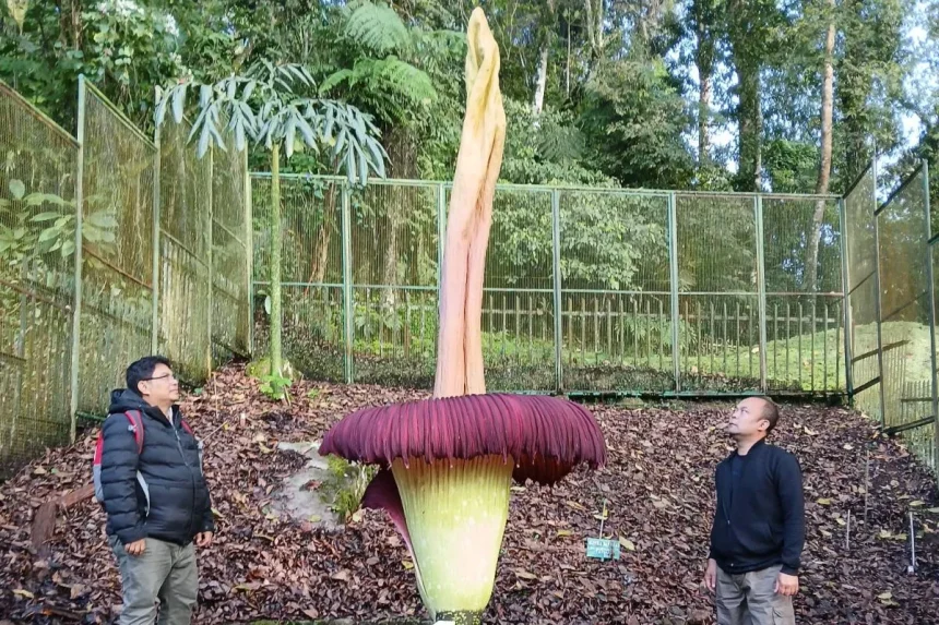 Berumur 35 Tahun, Bunga Bangkai Mekar Sempurna di Kebun Raya Cibodas. (Foto: Antara)