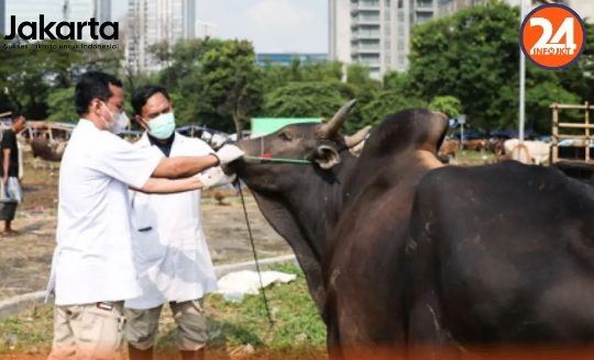 Pemeriksaan kesehatan ternak hewan kurban