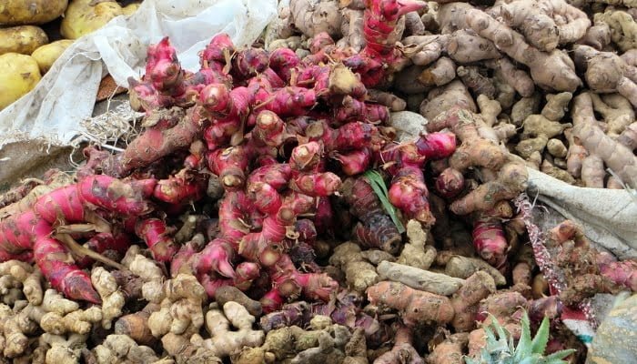 10 Manfaat Jahe Merah Bagi Kesehatan, Redakan Batuk dan Pilek