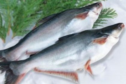 Rutin Dikonsumi, Ikan Patin 6 Manfaat Ikan Patih Bagi Kesehatan Tubuh