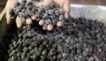 6 Manfaat Buah Kemunting, Buah Beri Indonesia Mirip dengan Blueberry