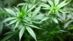 Epy Kusnandar dan Yogi Gamblez Ditangkap karena Narkoba, Ini 8 Tanda Fisik Pengguna Ganja