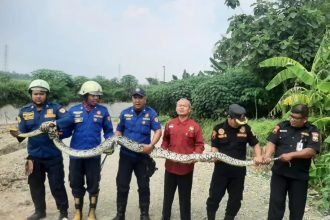 Petugas Damkar Sukoharjo mengevakuasi ular piton sepanjang 4 meter yang meresahkan warga. (Foto: Ist)