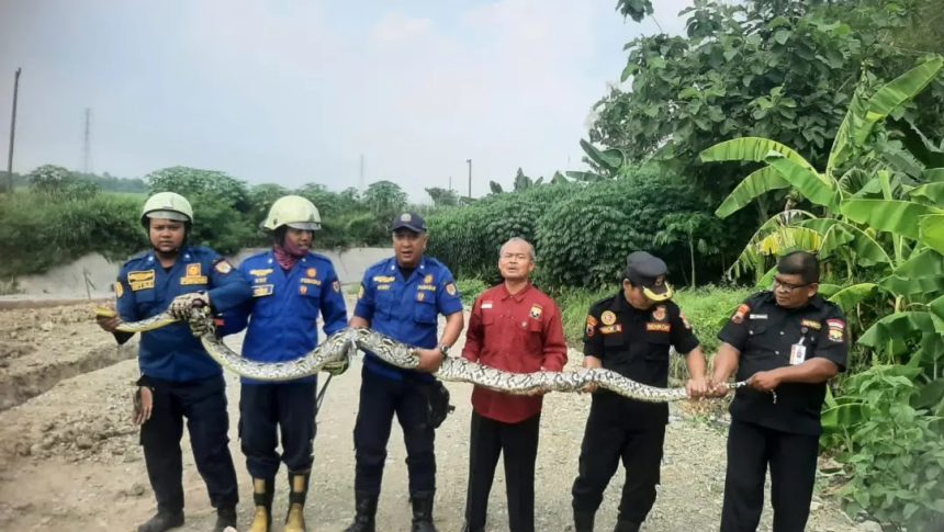 Petugas Damkar Sukoharjo mengevakuasi ular piton sepanjang 4 meter yang meresahkan warga. (Foto: Ist)