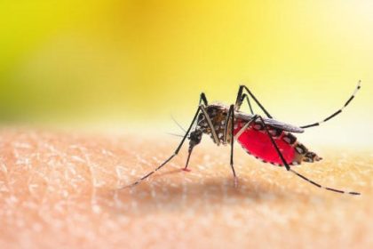 Malaria Knowlesi, parasit yang sebelumnya hanya menginfeksi monyet, kini menjadi ancaman baru bagi manusia di Indonesia.