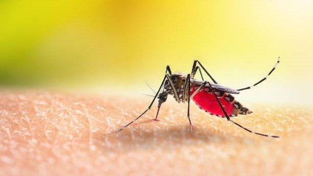 Malaria Knowlesi, parasit yang sebelumnya hanya menginfeksi monyet, kini menjadi ancaman baru bagi manusia di Indonesia.