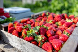 Strawberry, si kecil merah yang menggemaskan ini ternyata bukan hanya lezat dimakan, tetapi juga kaya akan manfaat untuk kesehatan. Buah ini dijuluki sebagai superfood karena mengandung berbagai macam vitamin, mineral, dan antioksidan yang penting bagi tubuh.