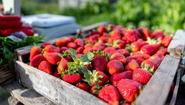Strawberry, si kecil merah yang menggemaskan ini ternyata bukan hanya lezat dimakan, tetapi juga kaya akan manfaat untuk kesehatan. Buah ini dijuluki sebagai superfood karena mengandung berbagai macam vitamin, mineral, dan antioksidan yang penting bagi tubuh.