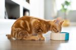 Manfaat Gula Merah untuk Kucing