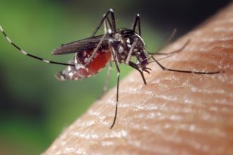 Penderita penyakit demam berdarah dengue (DBD) di Sukoharjo meninggal dunia. (Foto: Pixabay)