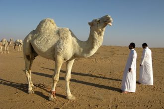 Unta menjadi salah satu penular Middle East Respiratory Syndrome Coronavirus (Mers-CoV) di Arab Saudi. (Foto: Pixabay)