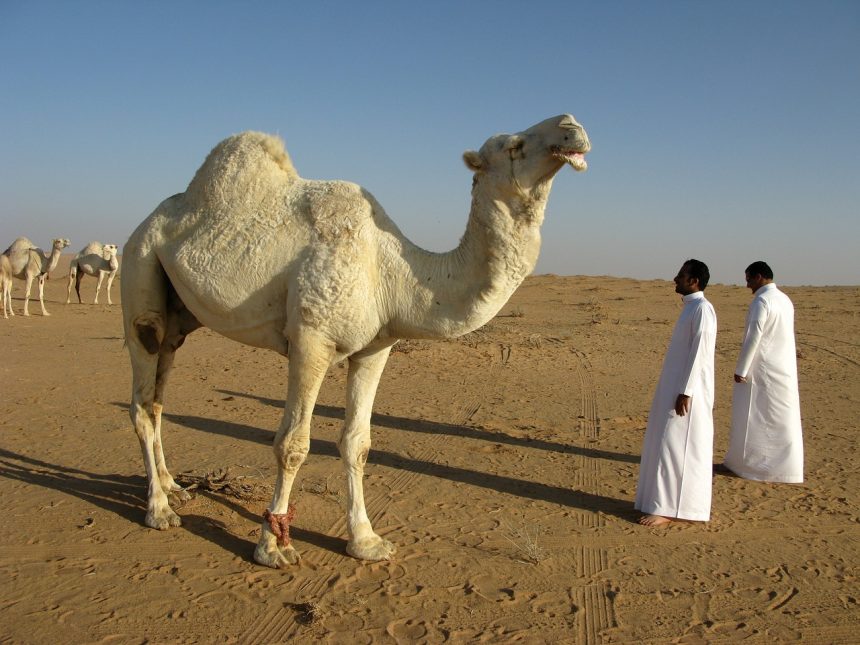 Unta menjadi salah satu penular Middle East Respiratory Syndrome Coronavirus (Mers-CoV) di Arab Saudi. (Foto: Pixabay)