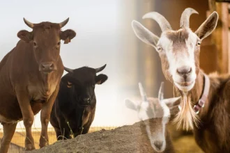 Tip memilih hewan qurban. (Foto: Sapi dan kambing merupakan salah satu jenis hewan qurban/NU Online)