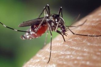 6 Tips Memberantas Sarang Nyamuk untuk Mencegah DBD