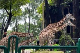 Jam Buka dan Harga Tiket Masuk Kebun Binatang Ragunan. (Foto: Ragunan/Antara)