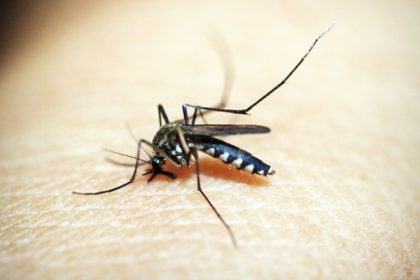 Hindari DBD, Ini 7 Bahan Alami Mengusir Nyamuk