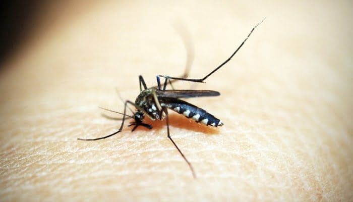 Hindari DBD, Ini 7 Bahan Alami Mengusir Nyamuk