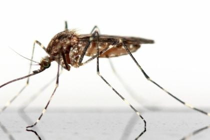 Mengenal Chikungunya, Gejala dan Cara Pencegahannya