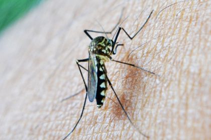 Ini 8 Cara Mencegah Perkembangbiakan Nyamuk di Rumah