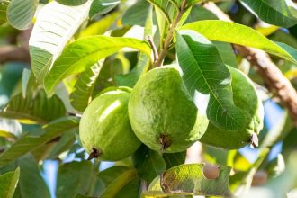 6 Manfaat Daun Jambu Biji untuk Kesehatan Tubuh, Bisa Obati Diare