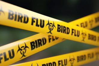 Mengenal Flu Burung, Infeksi Virus yang Dapat Peringatan Baru WHO Usai Ada Kasus Meninggal