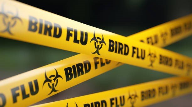 Mengenal Flu Burung, Infeksi Virus yang Dapat Peringatan Baru WHO Usai Ada Kasus Meninggal