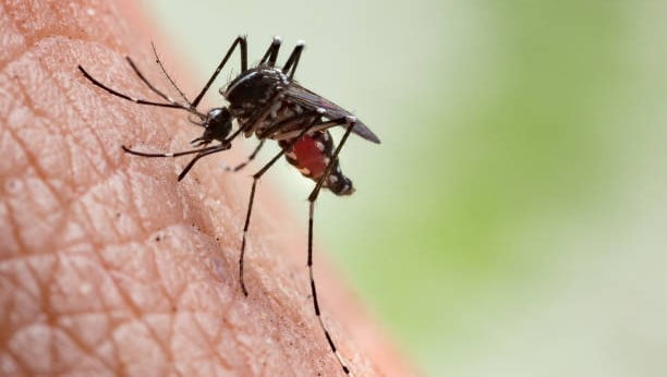 Demam Berdarah Dengue (DBD) dan Chikungunya adalah dua penyakit yang disebabkan oleh gigitan nyamuk, namun mereka memiliki perbedaan yang signifikan dalam hal penyebab, gejala, dan dampak medis.