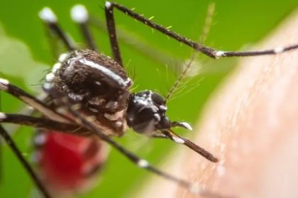 Virus West Nile Mewabah di Israel, Ini Gejala dan Cara Pencegahannya