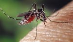 Mengenal Nyamuk Wolbachia, Dapat Mengatasi Penyebaran DBD