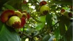 6 Manfaat Manggis Hutan untuk Kesehatan, Dapat Mengobati Kanker Rahim