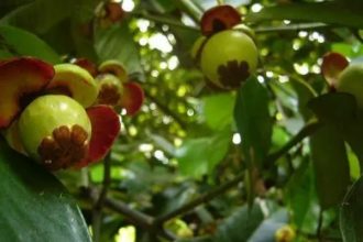 6 Manfaat Manggis Hutan untuk Kesehatan, Dapat Mengobati Kanker Rahim