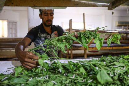 Seorang pria memberi makan ulat sutra dengan daun pohon beri di ruang pengembangbiakan ulat sutra di desa Nagaa Awni di provinsi Beheira, Mesir, pada 7 September 2024. (FOTO: Xinhua).