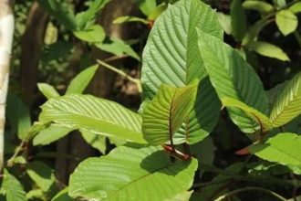 Daun Kratom