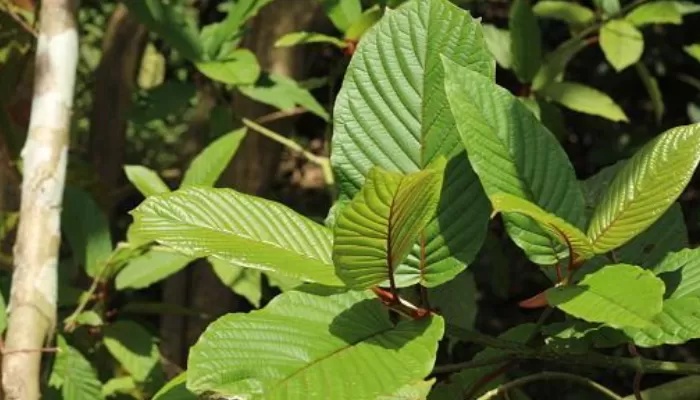 Daun Kratom