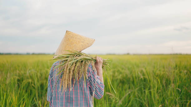 Pasca kemerdekaan, pemerintah Indonesia berusaha mengatasi ketimpangan agraria melalui reformasi. UUPA 1960 diperkenalkan sebagai solusi untuk mendistribusikan lahan secara lebih adil, meningkatkan kesejahteraan petani, dan menghapus praktik feodal yang merugikan petani kecil.