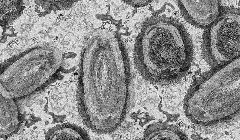 Ilus. virus cacar monyet atau Mpox varian baru (FOTO: Anadolu).