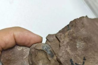 File foto tak bertanggal ini menunjukkan fosil telur dinosaurus jenis baru yang ditemukan di kota Ganzhou, Provinsi Jiangxi, China. (FOTO: Universitas Geosains China (Wuhan)/Handout melalui Xinhua)