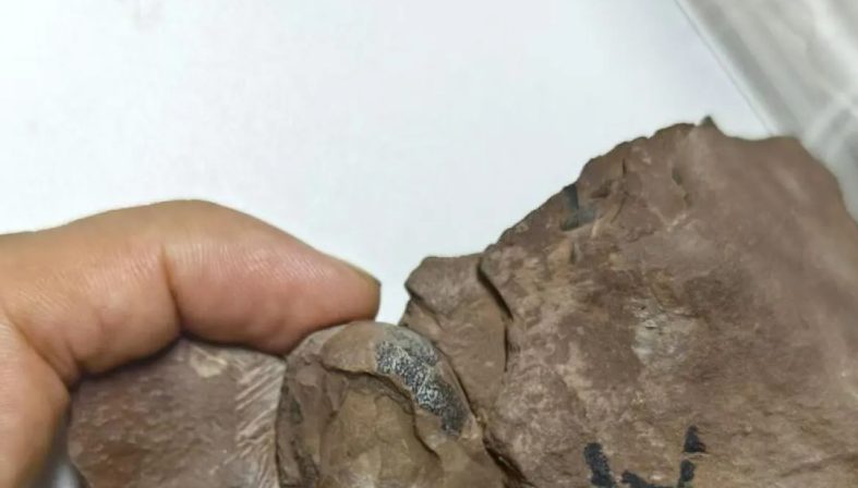 File foto tak bertanggal ini menunjukkan fosil telur dinosaurus jenis baru yang ditemukan di kota Ganzhou, Provinsi Jiangxi, China. (FOTO: Universitas Geosains China (Wuhan)/Handout melalui Xinhua)