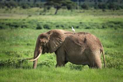 Seekor gajah terlihat di Taman Nasional Amboseli di Kabupaten Kajiado, Kenya, pada 28 April 2024. (FOTO: Xinhua/Han Xu)