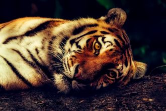 Ilus harimau sakit di Medan Zoo. (FOTO: Pixabay).