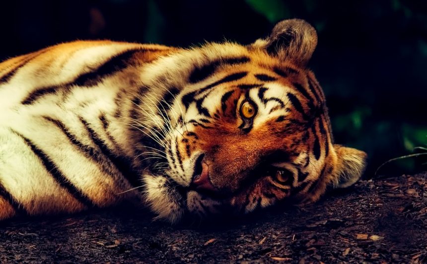 Ilus harimau sakit di Medan Zoo. (FOTO: Pixabay).