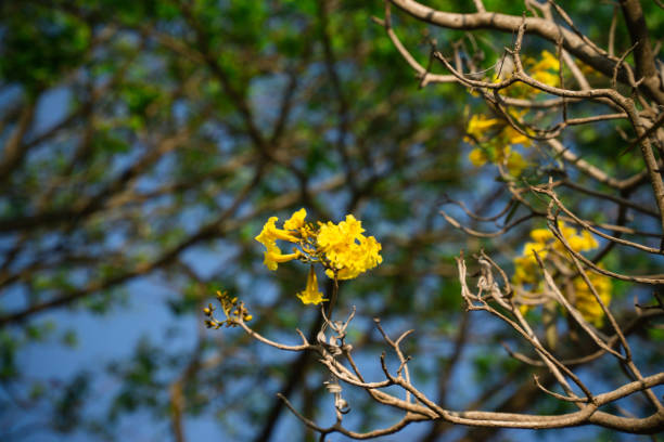 Ekstrak kulit Tabebuia impetiginosa telah diteliti dan terbukti secara signifikan mampu menghambat pertumbuhan beberapa spesies bakteri yang sering terkait dengan penyakit gastrointestinal, termasuk diare. Penelitian dari National Library of Medicine menunjukkan potensi tabebuya sebagai antimikroba yang kuat.