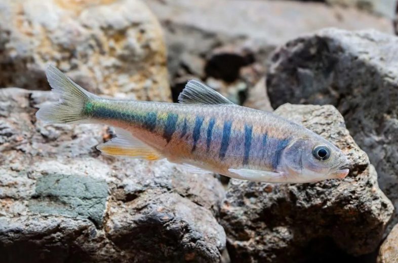 Foto yang diambil pada bulan September 2024 ini menunjukkan Opsariichthys rubriventris, spesies ikan cyprinid baru, di Kabupaten Huidong, Kota Huizhou, Provinsi Guangdong, Tiongkok selatan. Peneliti Tiongkok telah menemukan spesies ikan cyprinid baru, Opsariichthys rubriventris, di Kota Huizhou di Provinsi Guangdong, China. (FOTO: Xinhua).